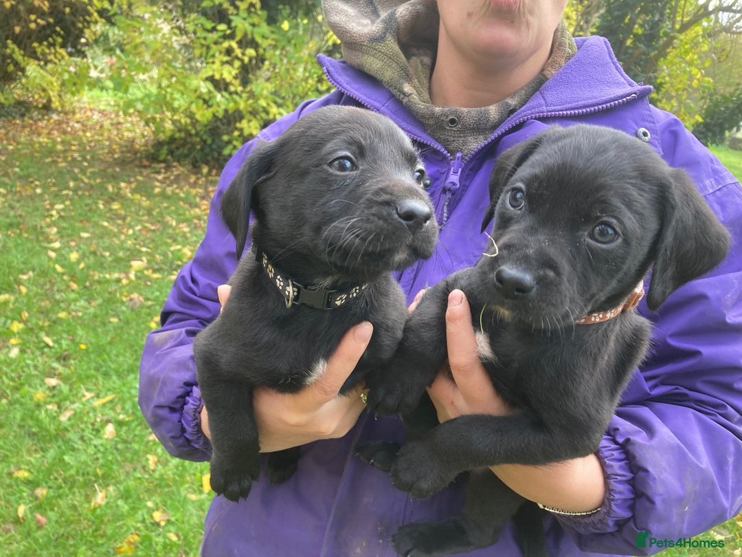 Labrador Retriever dogs for sale: 4x Black Dog Labrador Puppies - Image 3