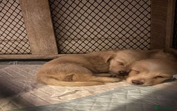 Miniature Dachshund dogs for sale: 2 Beautiful cream dachshunds  - Image 4
