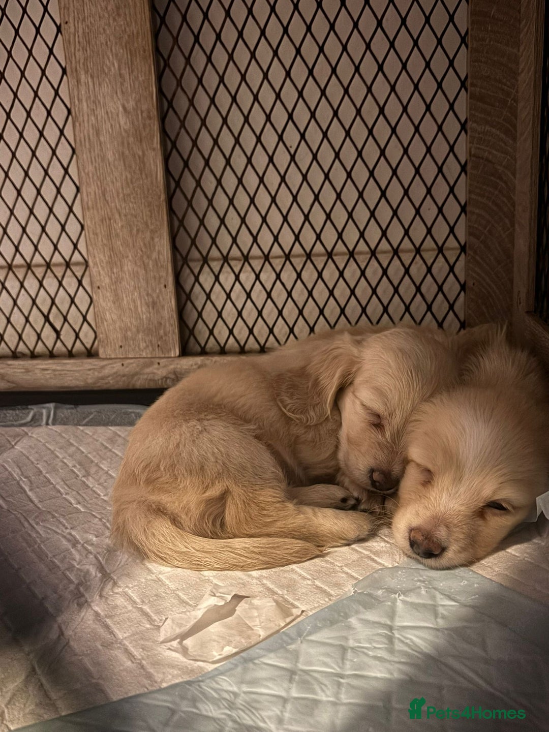 Miniature Dachshund dogs for sale: 2 Beautiful cream dachshunds  - Image 4