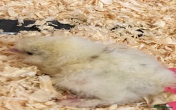Chickens poultry for sale: Posted, Believed fertile 6 silkie eggs - Image 3