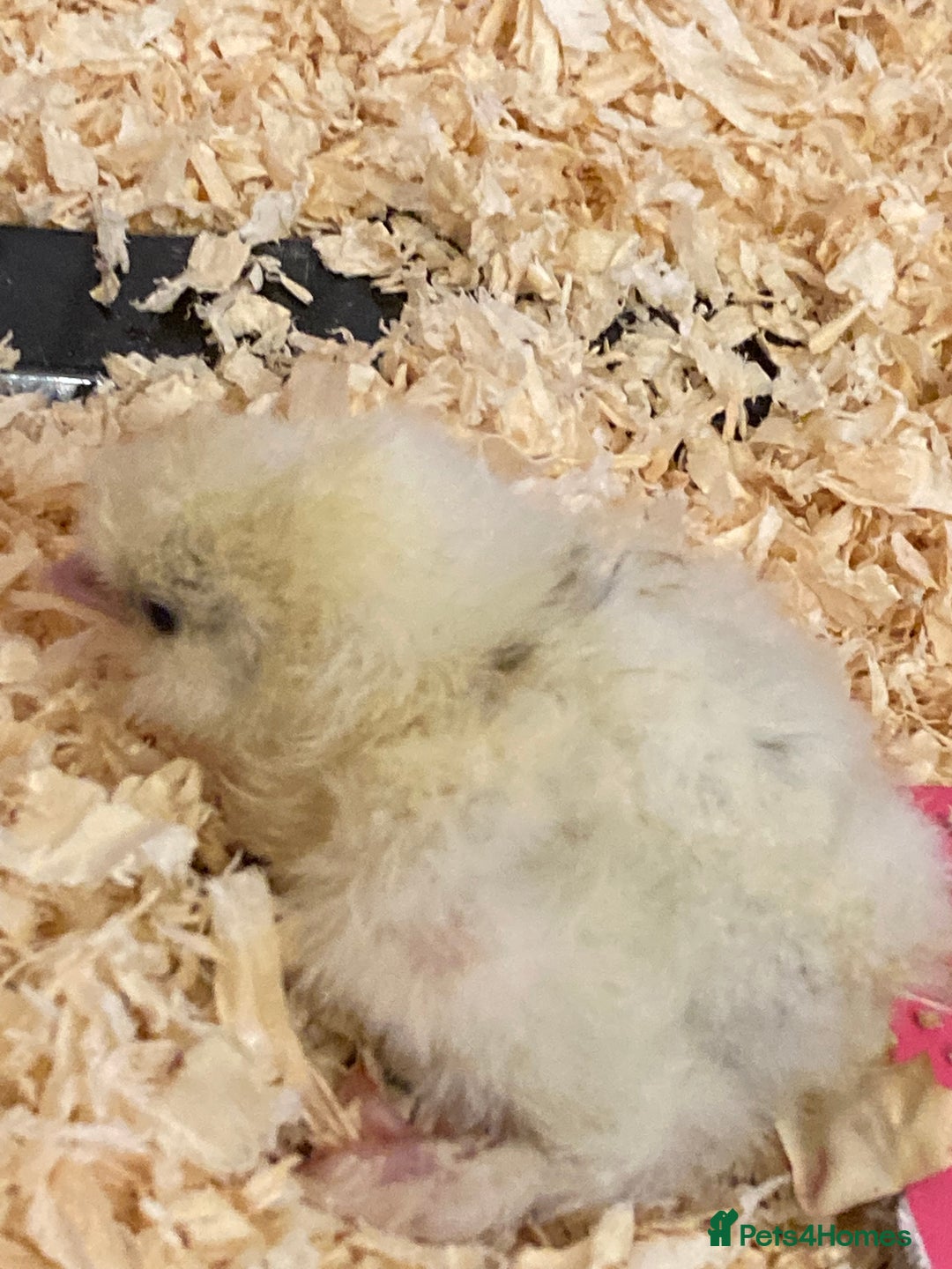 Chickens poultry for sale: Posted, Believed fertile 6 silkie eggs - Image 3