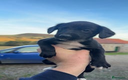 Mixed Breed dogs for sale: Lurcher x springer  - Image 2