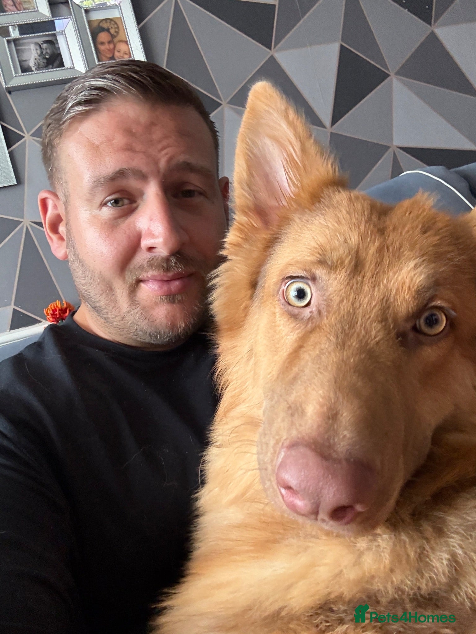 German Shepherd dogs Liver and tan German shepherd  - Advert 1