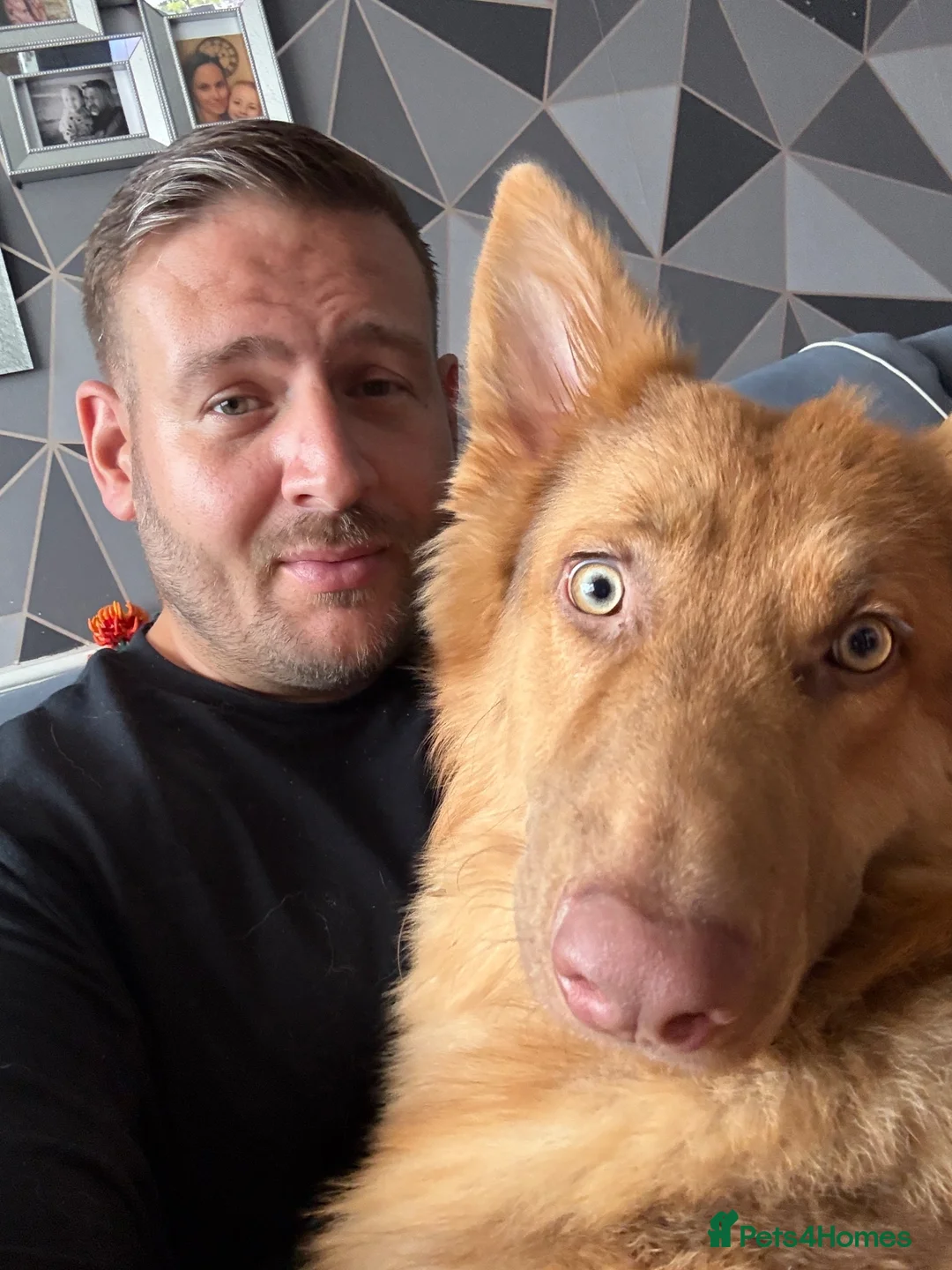 German Shepherd dogs for sale: Liver and tan German shepherd  - Advert 1