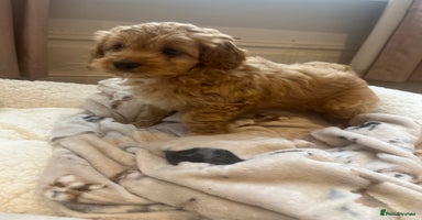 Cockapoo dogs - Advert 15