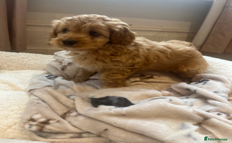 Cockapoo dogs - Advert 2