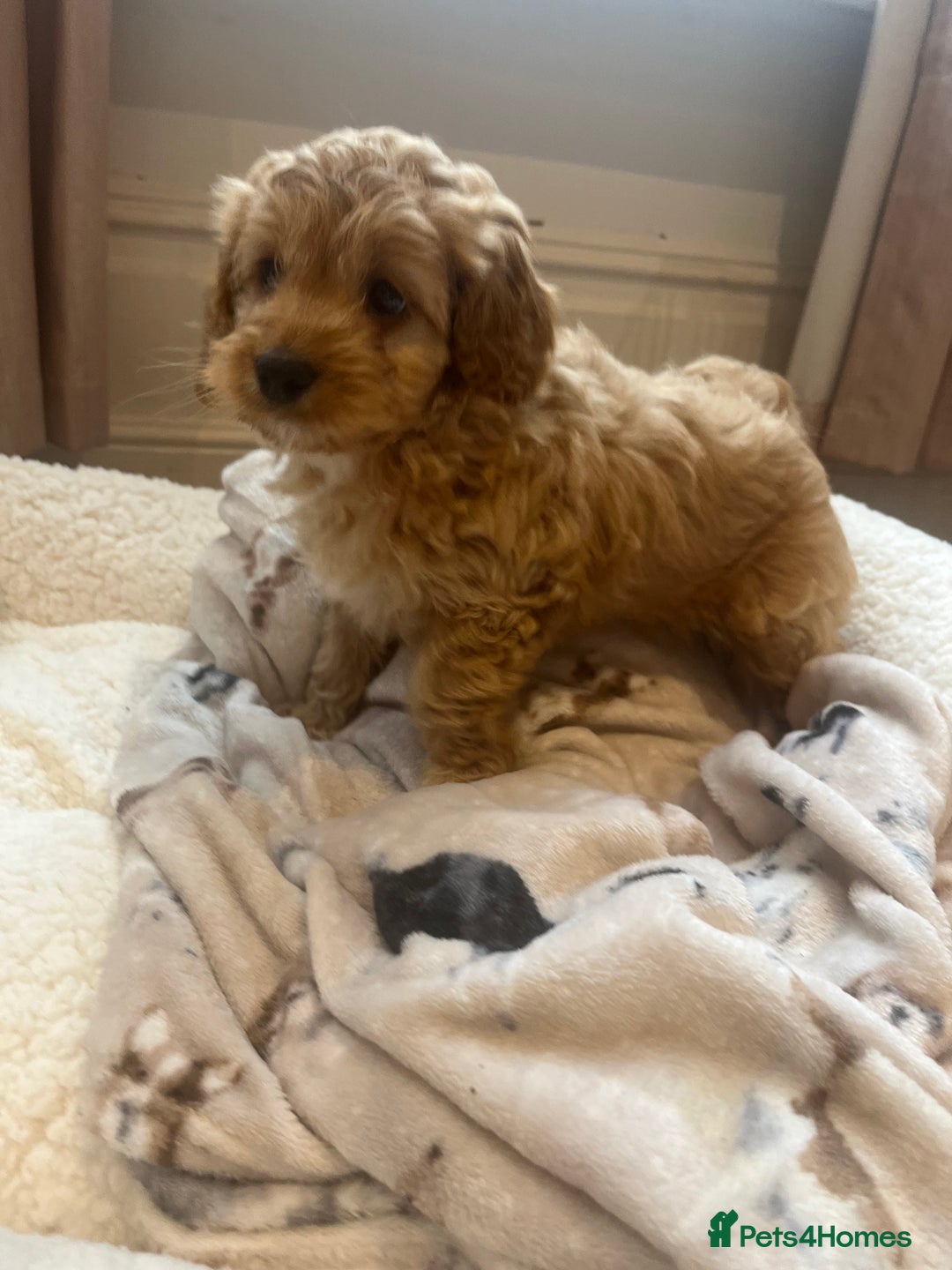 Cockapoo dogs for sale: Cockapoo female  - Image 1