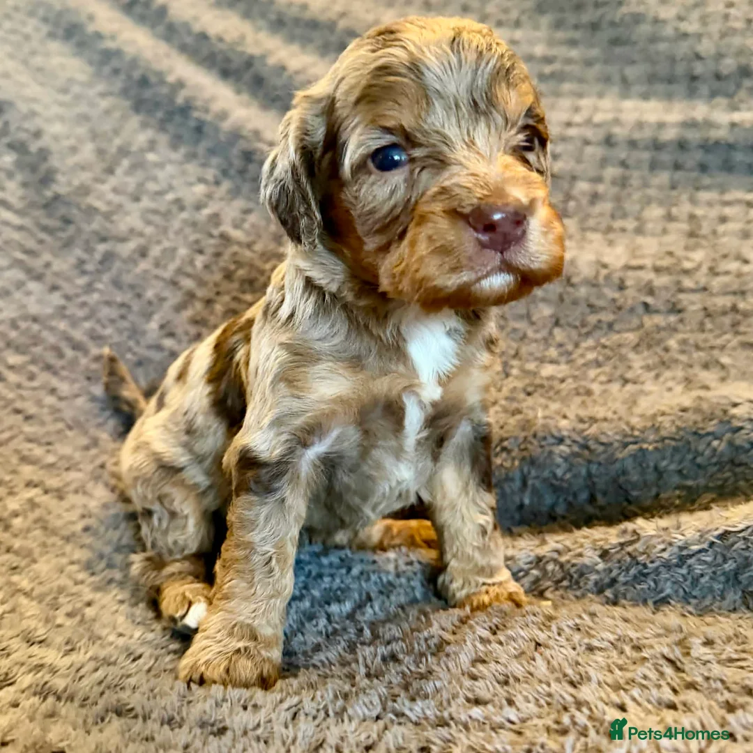 Cockapoo dogs for sale: Beautiful Cockapoo puppies  in Ferryhill - Advert 2
