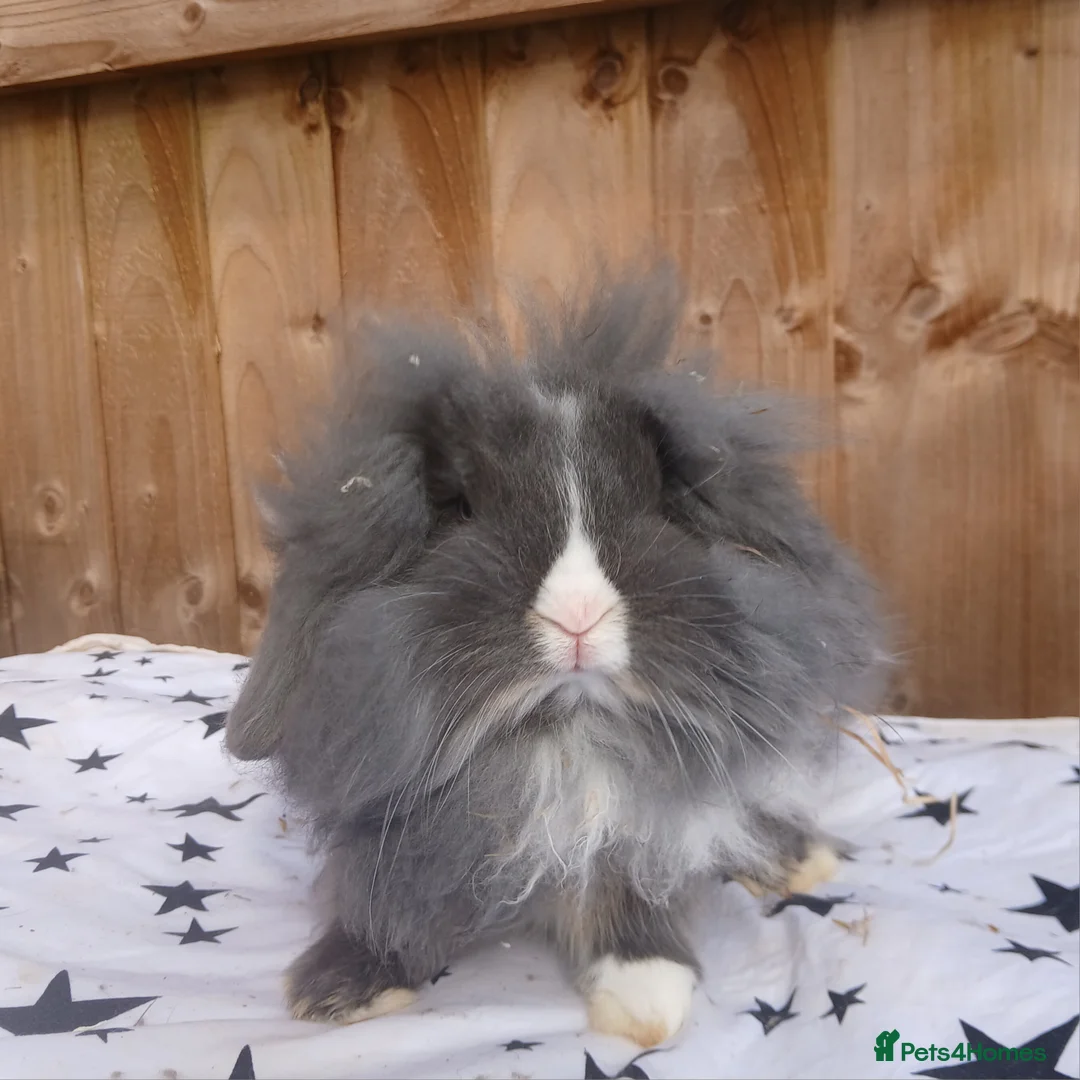 Mini Lion Lop rabbits for sale: Double Maned Mini Lion Lops  - Advert 1