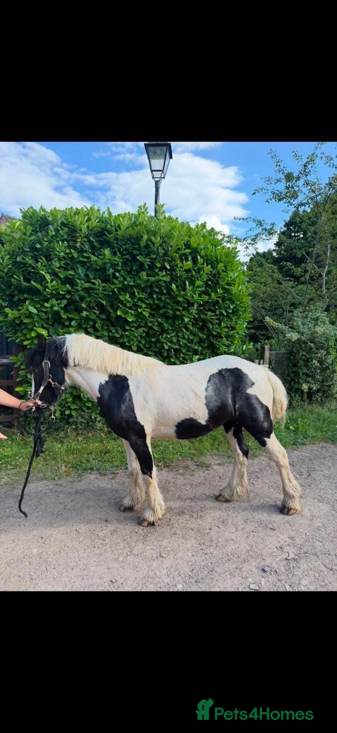 Riding pony horses for sale: Vegas 12.2 mini coloured cob - Advert 2