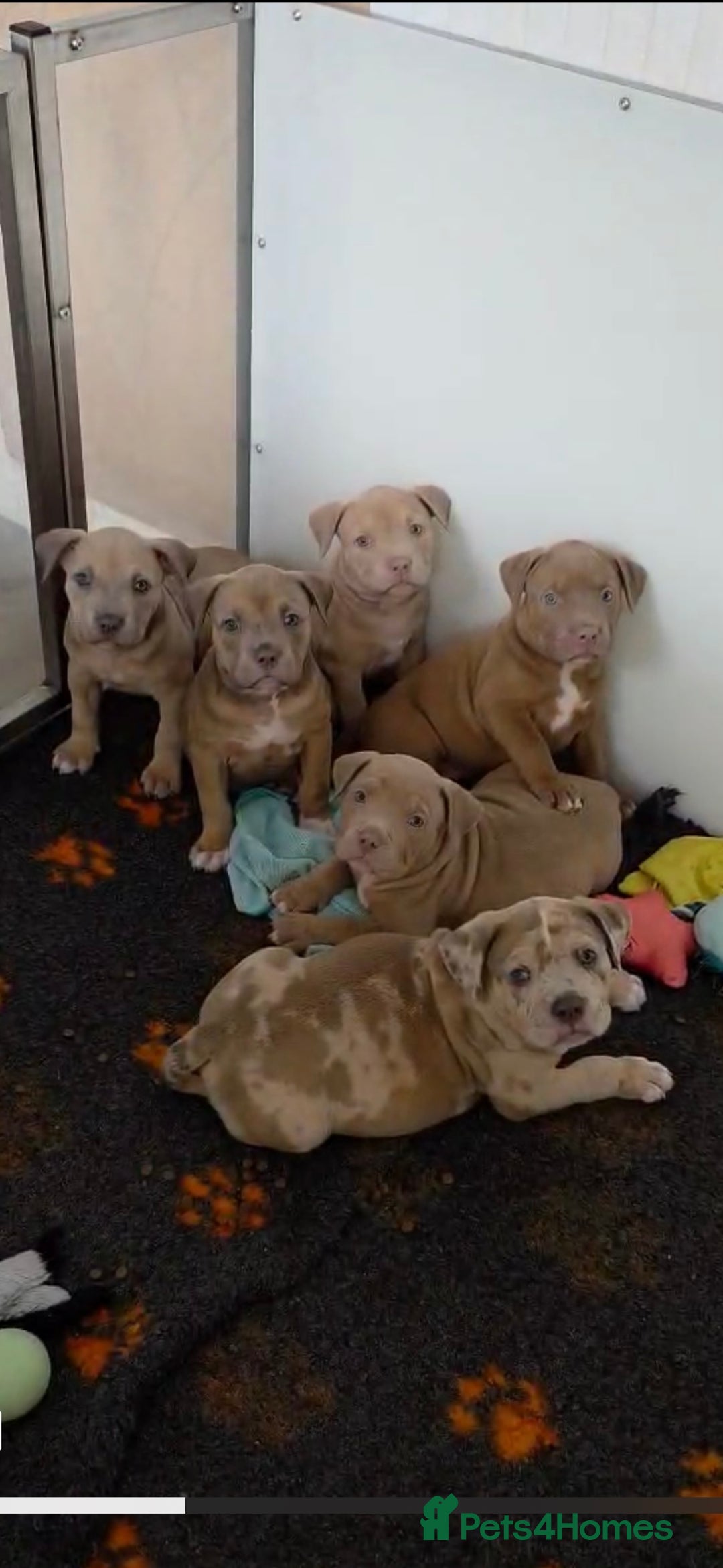 American Bully dogs for sale: Reduced pocket bully’s. Ready to leave! - Image 4
