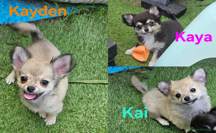 Chihuahua dogs - Advert 1