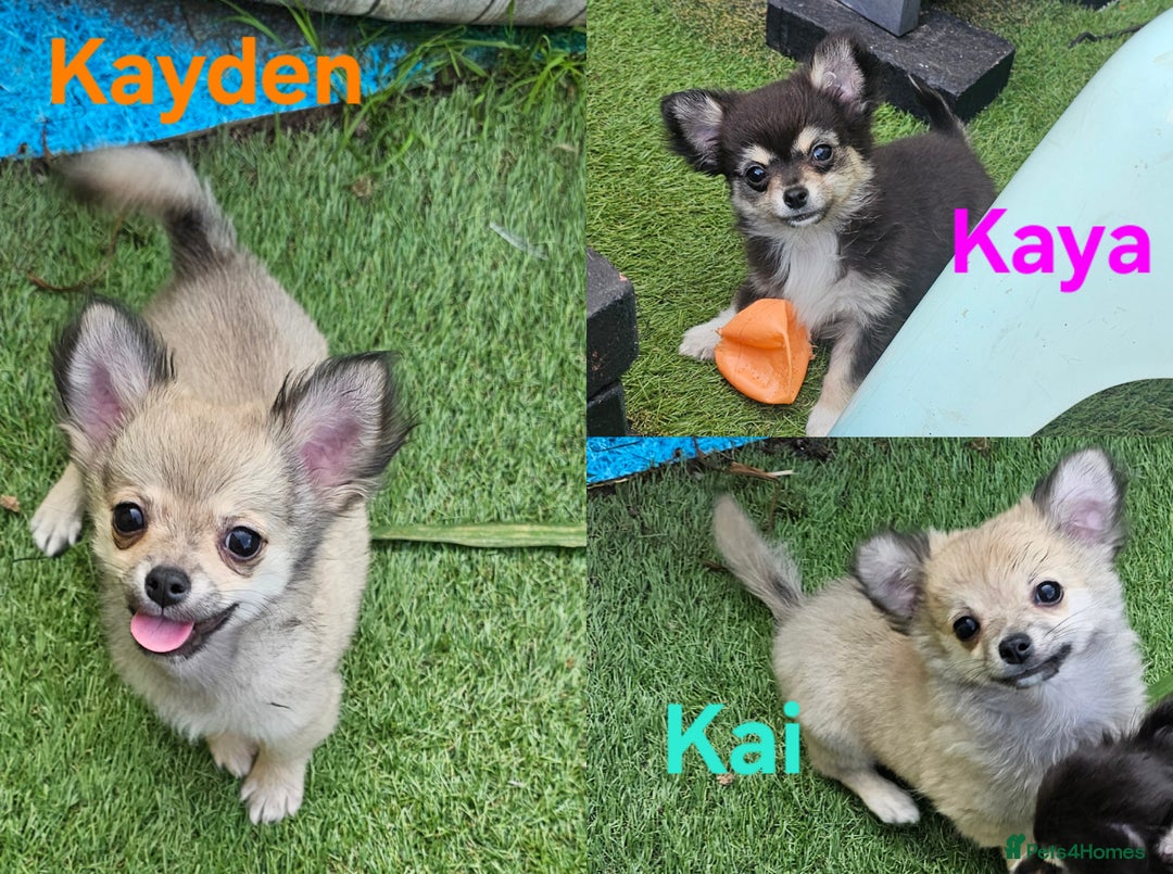 Chihuahua dogs for sale: Long coat Stunning K.C Reg. Puppies **READY NOW** - Image 1
