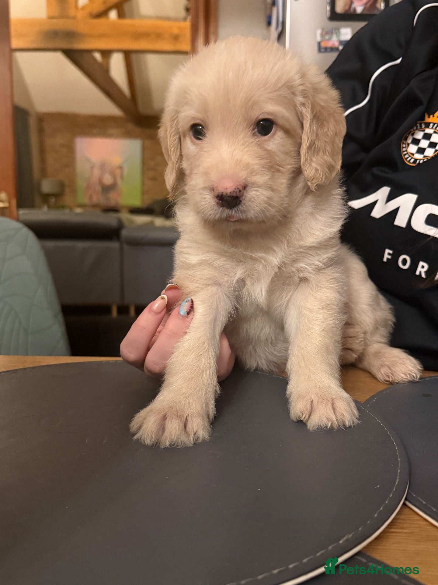 Labradoodle dogs Last two Stunning Labradoodles  - Advert 1