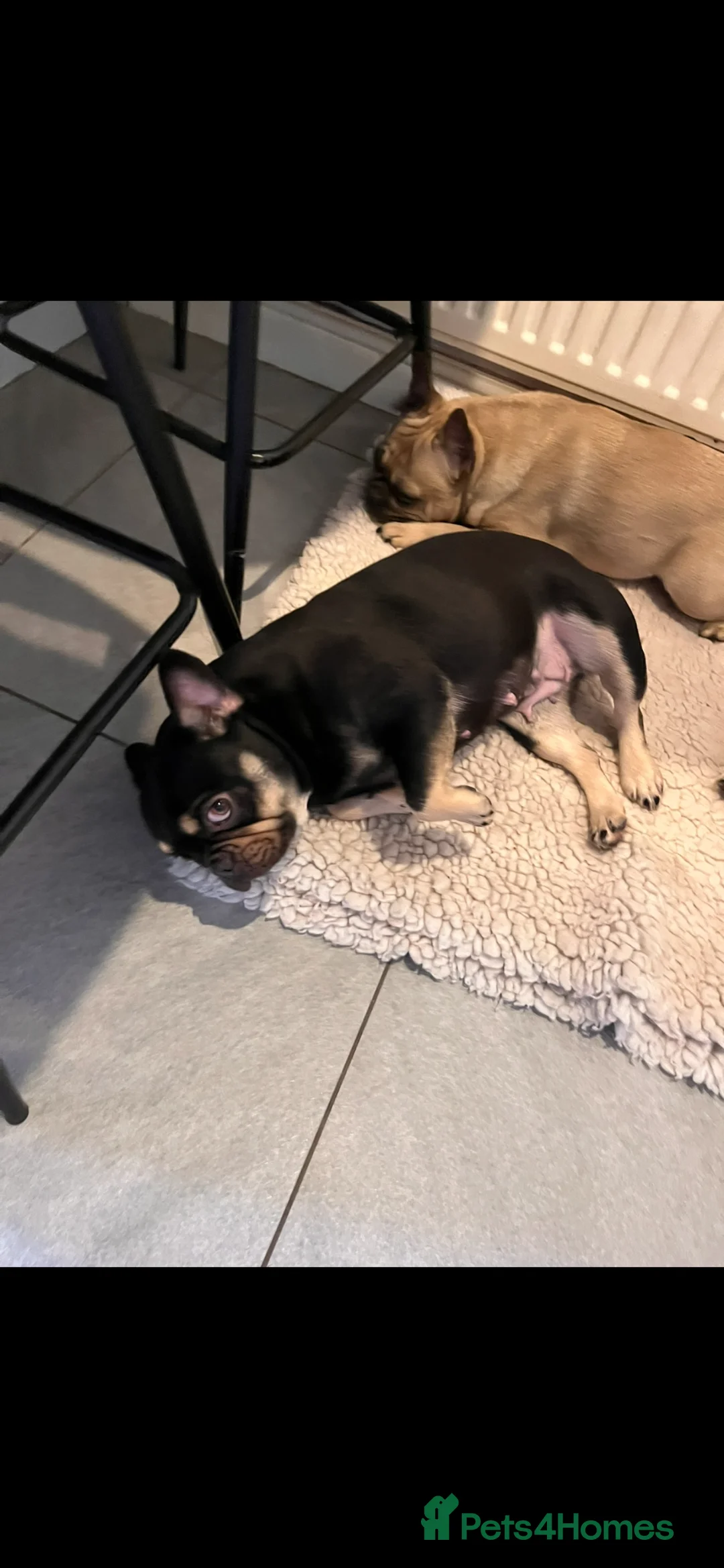 French Bulldog dogs for sale: Beautiful chocolate and tan girl  - Advert 3