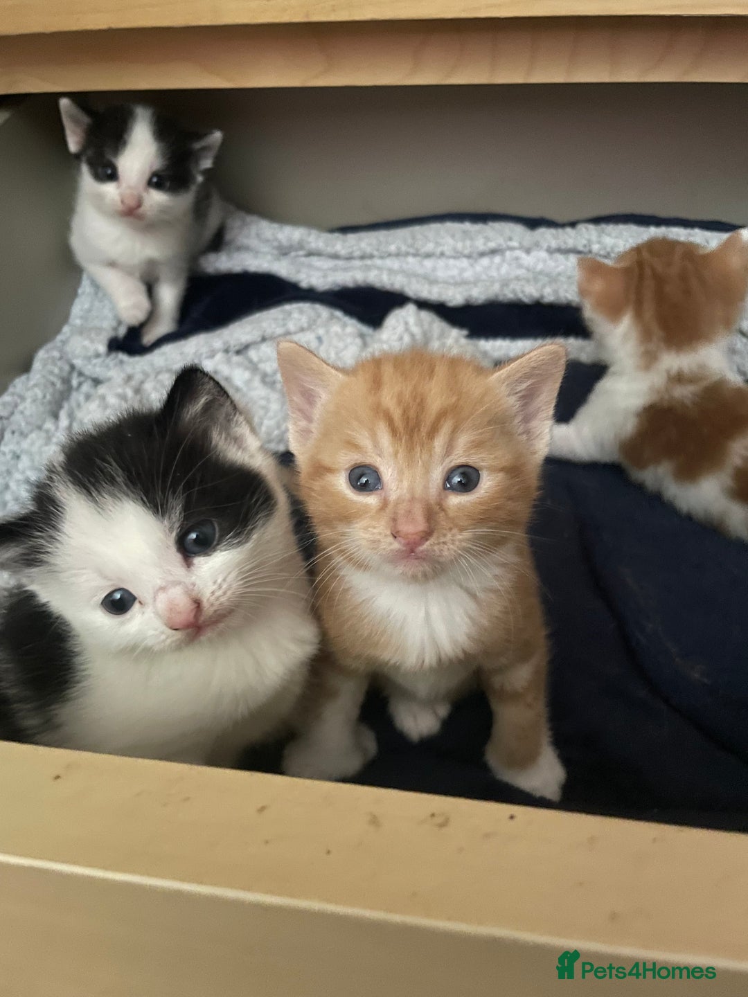 British Shorthair cats for sale: 2 male kittens remaining  - Image 19