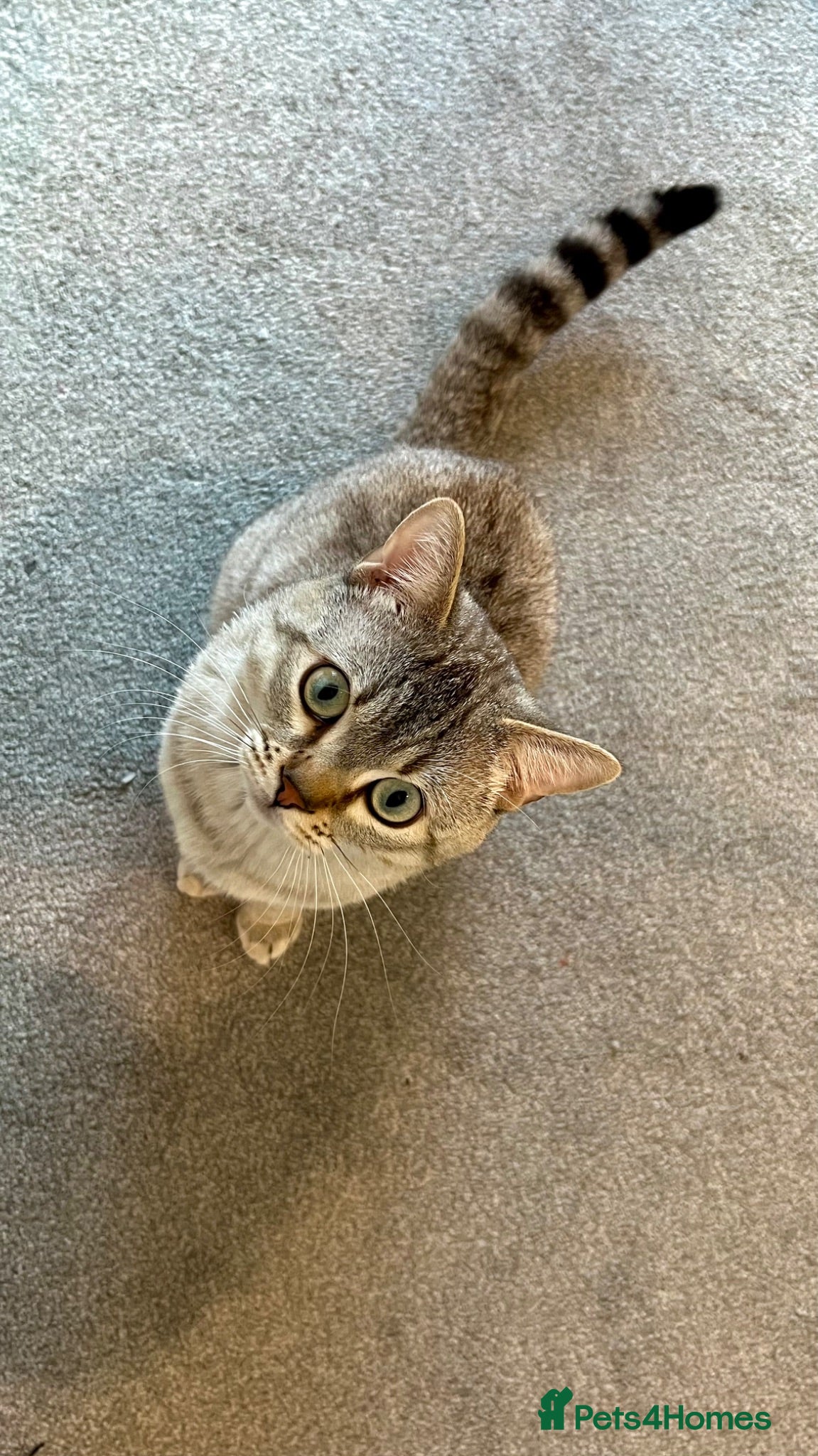 Mixed Breed cats Mixed British Shorthair and Tabby Male  - Advert 3