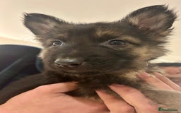 German Shepherd dogs for sale: Blue line German Shepherd’s - Ready today!  - Advert 21