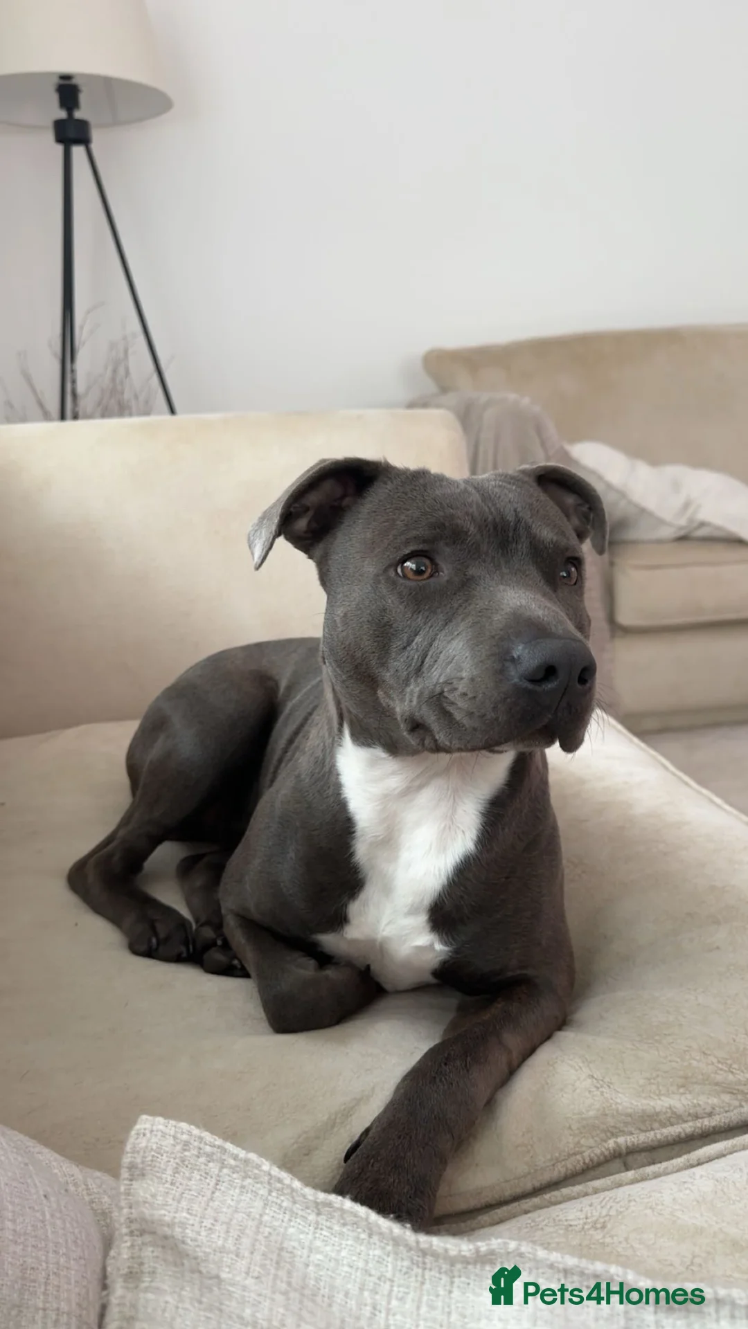 Staffordshire Bull Terrier dogs for stud: STUD KC Registered Staffordshire Bull Terrier  - Advert 3
