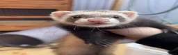 Mixed Breed livestock for sale: Ferrets  in Sheerness - Advert 2