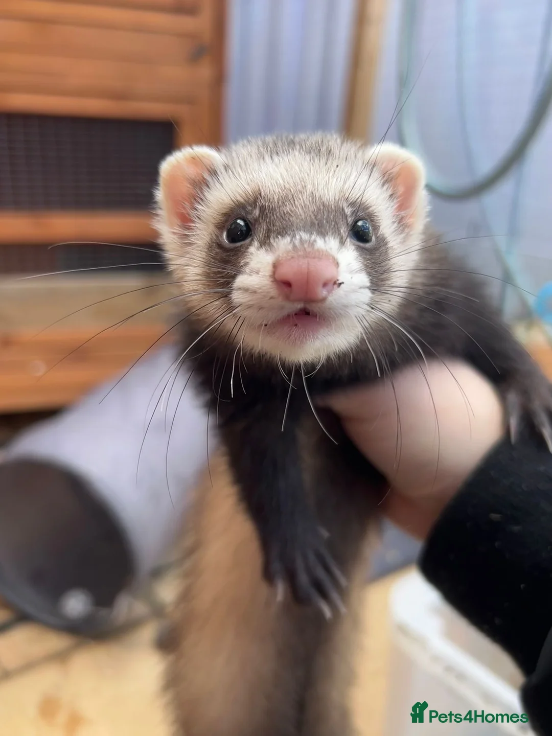 Mixed Breed livestock for sale: Ferrets  in Sheerness - Advert 2