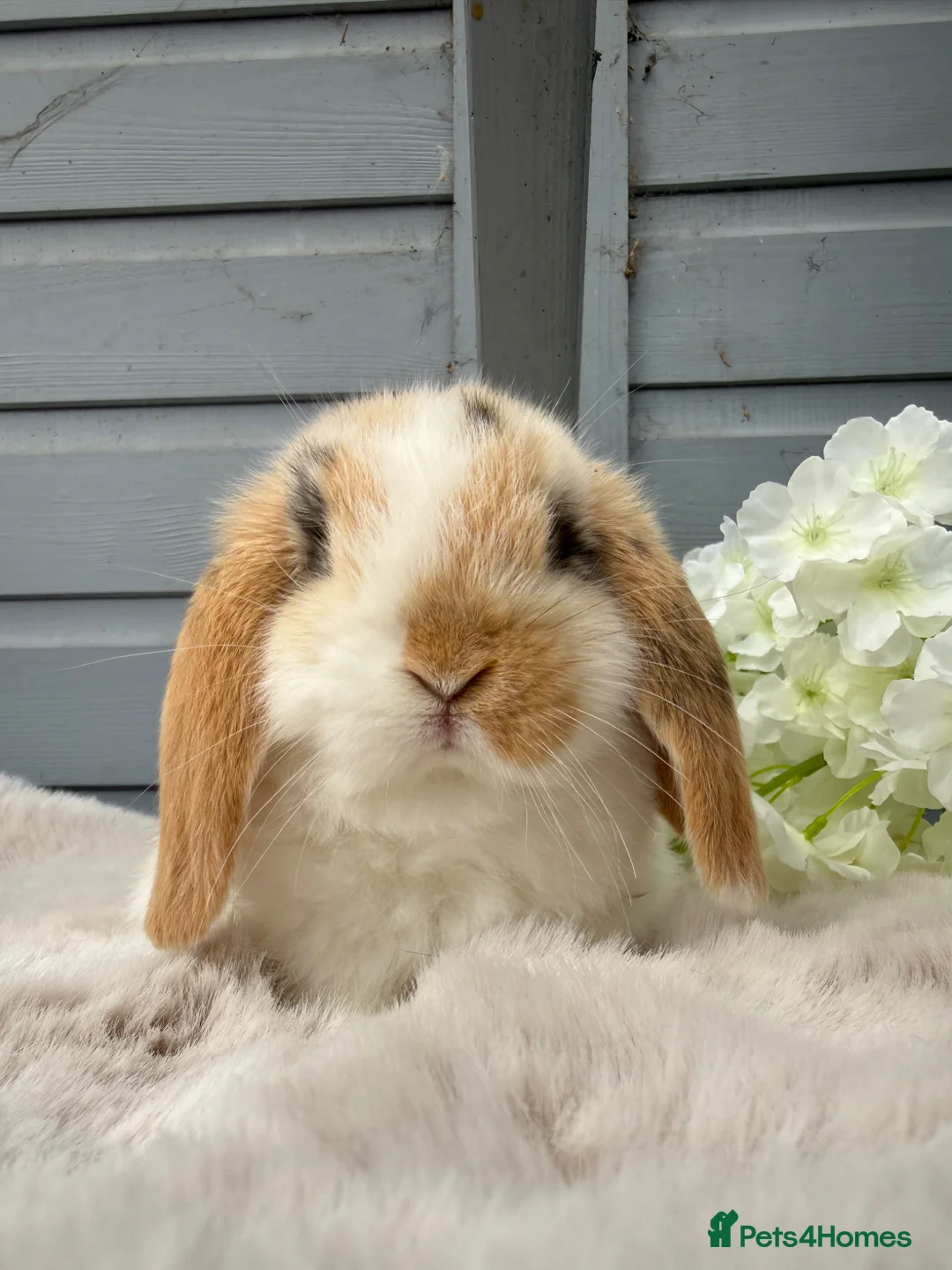 Mini Lop rabbits for sale: Beautiful tri coloured mini lops  - Advert 4