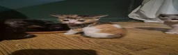 Mixed Breed cats for sale: 5 beautiful kittens  in Witham - Advert 3