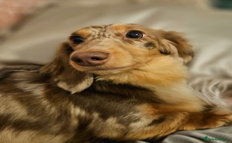 Miniature Dachshund dogs - Advert 3