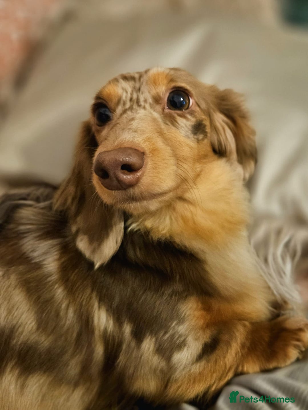 Miniature Dachshund dogs for sale: KC Reg Miniature Dachshund Long Haired Female - Image 1