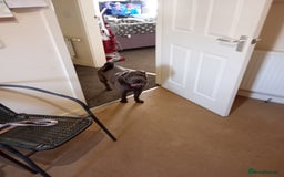 Shar Pei dogs for sale: Munroe  - Image 6