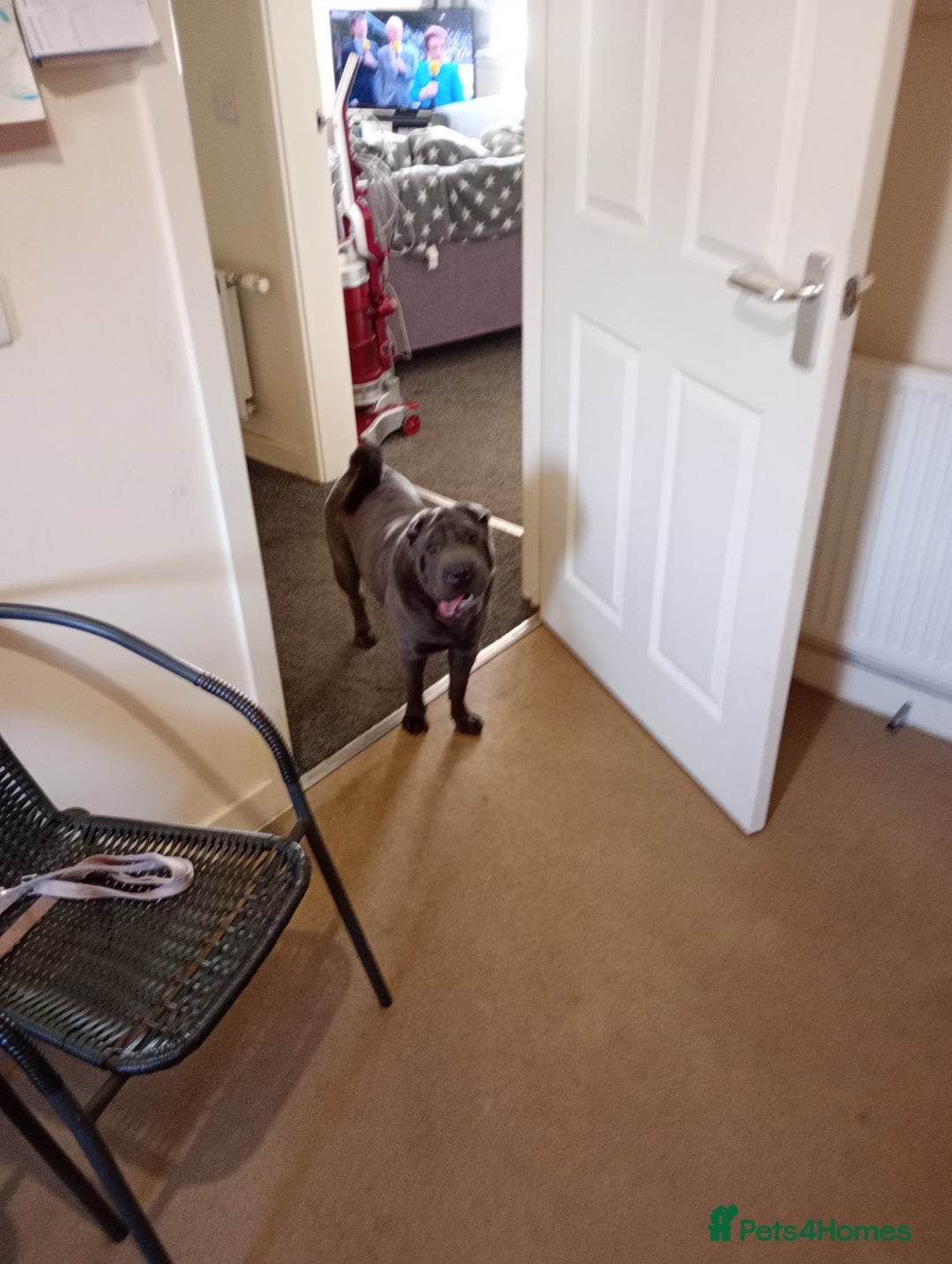 Shar Pei dogs for sale: Munroe  - Image 6
