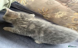 Egyptian Mau cats for sale: Egyptian mau x - Image 22