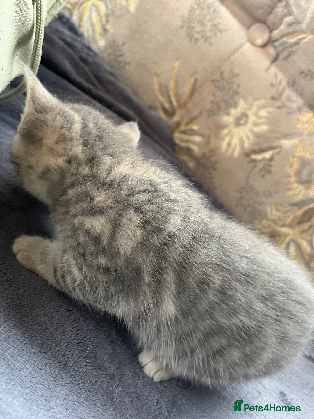 Egyptian Mau cats for sale: Egyptian mau x - Image 22