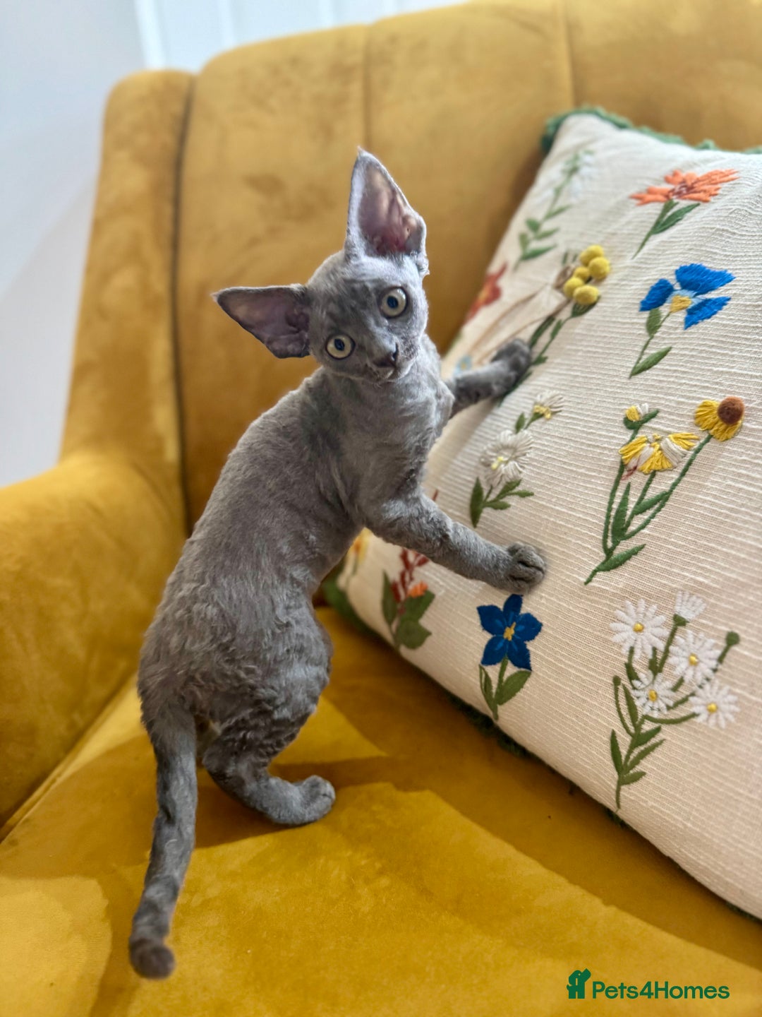 Devon Rex cats for sale: 🐾Pedigree Devon Rex Kittens- Raised with Love🐾 - Image 28