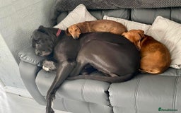 Great Dane dogs for sale: Female Great Dane  - Image 5