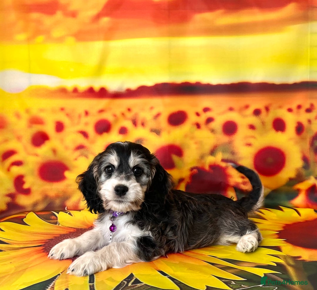 Cockapoo dogs for sale: ⭐️Rare Silver Phantom DNA CLEAR Mini F1 Cockapoos - Image 16