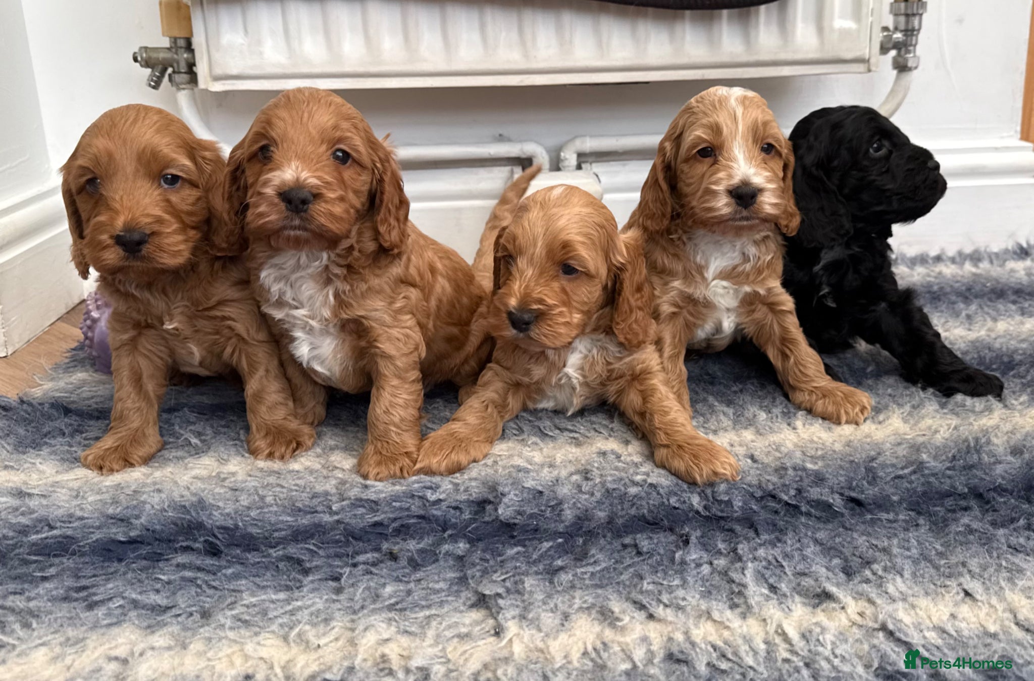 Cockapoo dogs F1 show line cockapoo puppies - Advert 8