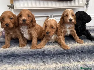 Cockapoo dogs F1 show line cockapoo puppies - Advert 8