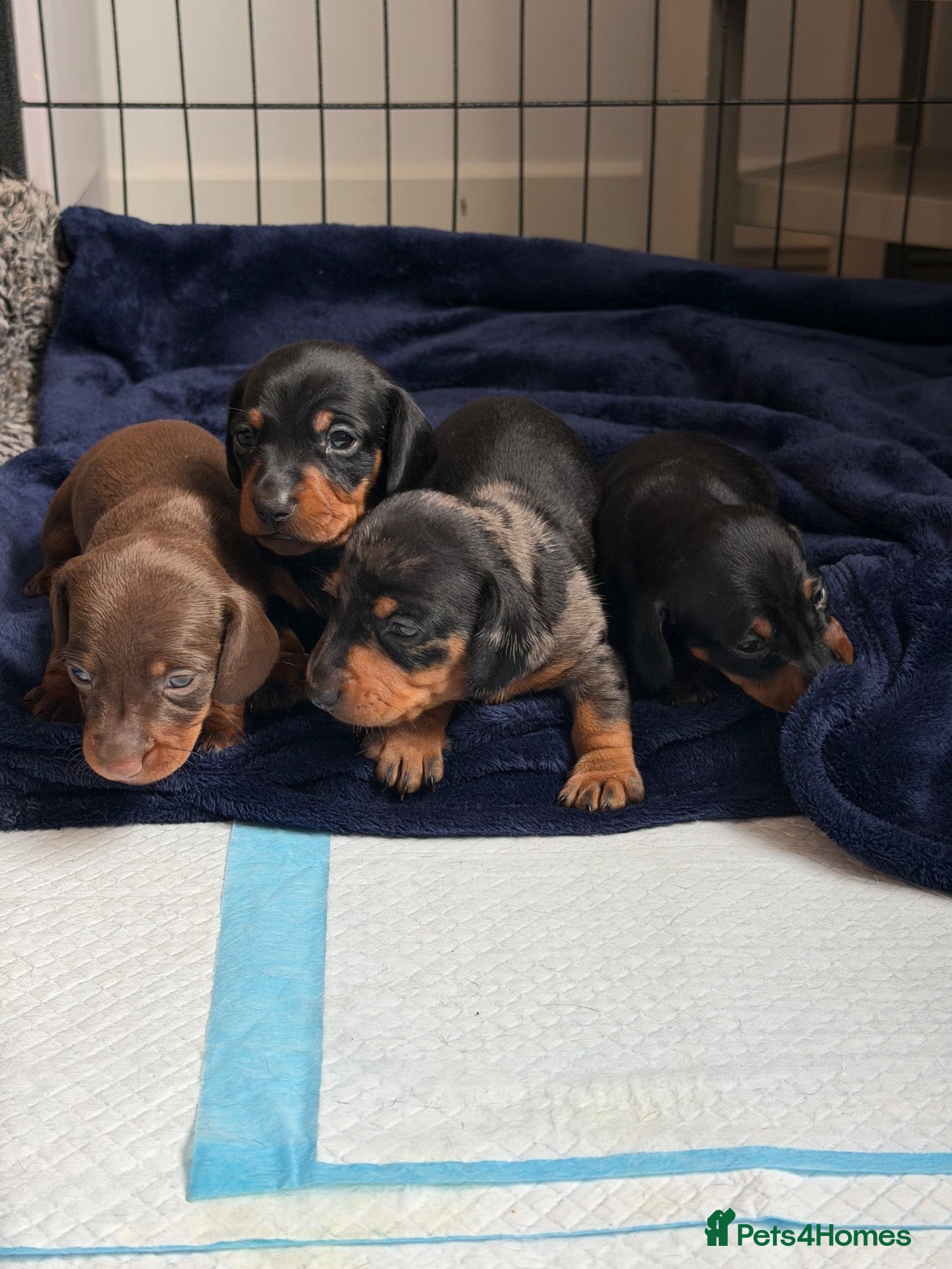 Miniature Dachshund dogs 4 KC Miniature Dachshund Puppies - Advert 16