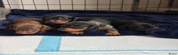 Miniature Dachshund dogs for sale: ⭐️1 KC Miniature Dachshund available (Male) - Advert 4