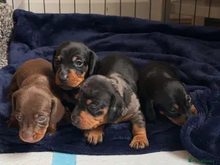 Miniature Dachshund dogs 4 KC Miniature Dachshund Puppies - Advert 1
