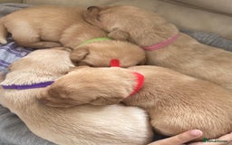 Labrador Retriever dogs for sale: LABRADOR PUPPIES - Image 8