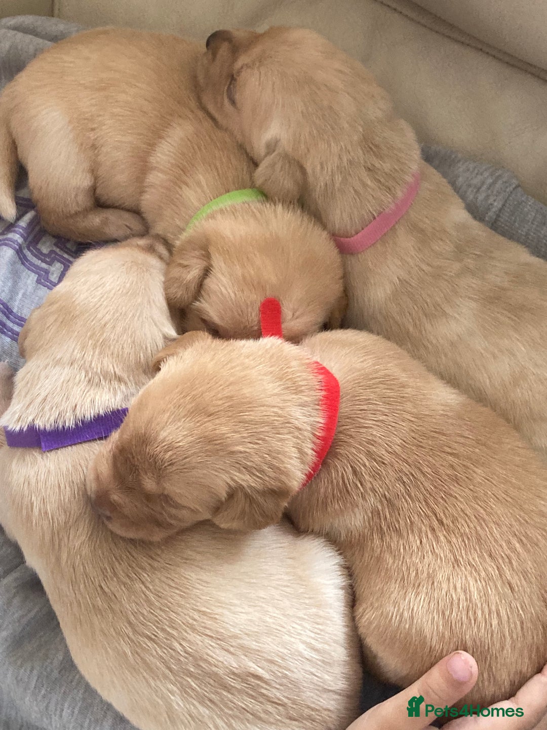 Labrador Retriever dogs for sale: LABRADOR PUPPIES - Image 8