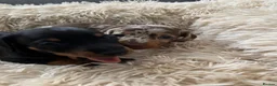 Dachshund dogs for sale: Miniature dachshund  - Advert 4