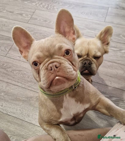 French Bulldog dogs - Advert 1