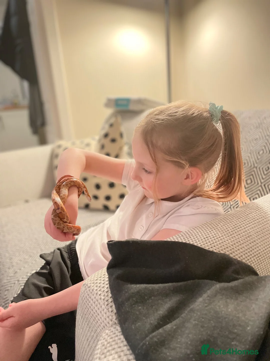Corn Snake reptiles for sale: Friendly little corn in Glasgow - Advert 4
