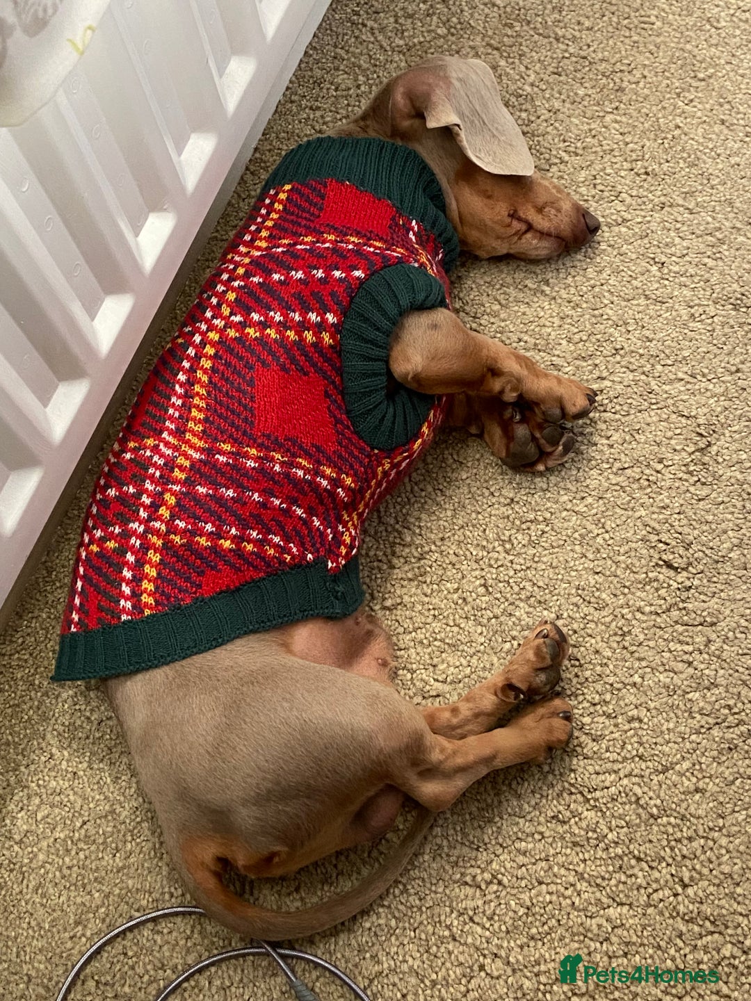 Miniature Dachshund dogs for sale: Miniature Dachsund Smooth Hair - Advert 10