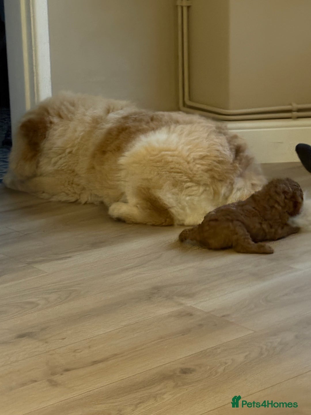 Miniature Poodle dogs for sale: Omg these Beautiful Litter Red Miniature Poodles  - Image 10