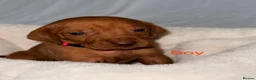 Hungarian Vizsla dogs for sale: Hungarian Vizsla Puppies  - Advert 15