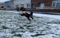 Cocker Spaniel dogs for stud: 🌟B CHOCOLATE COCKER SPANIEL STUD AVAILABLE NOW🌟 - Advert 5